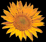 what's with the flower?